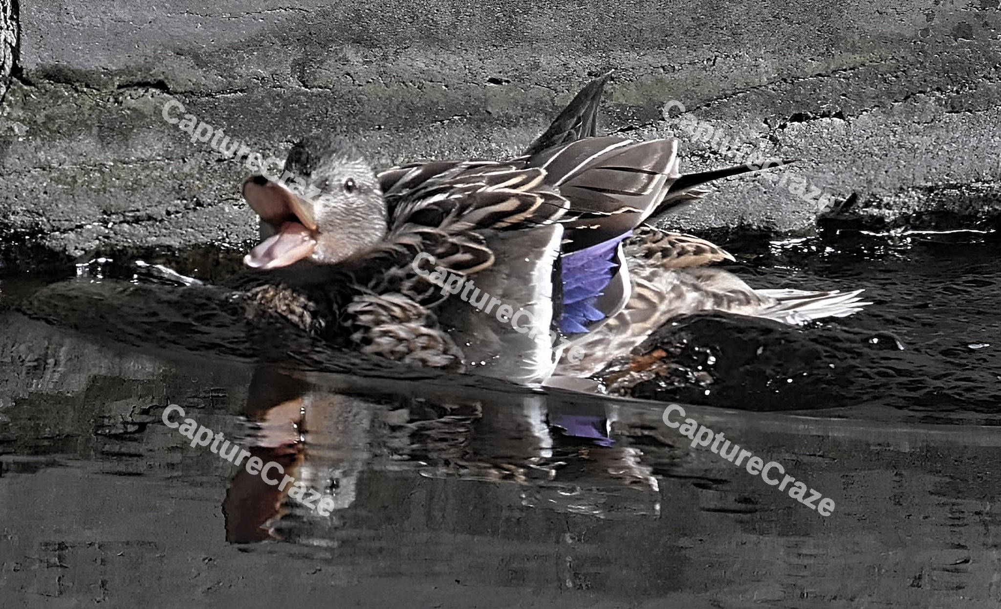 Mallard Duck on the water